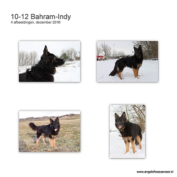 Bahram-Indy, een prachtige Oudduitse Herder van bijna 2 jaar